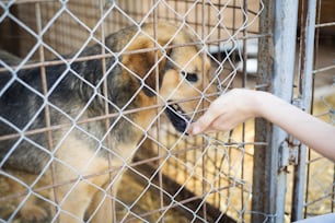 A dog in an animal shelter, waiting for a home