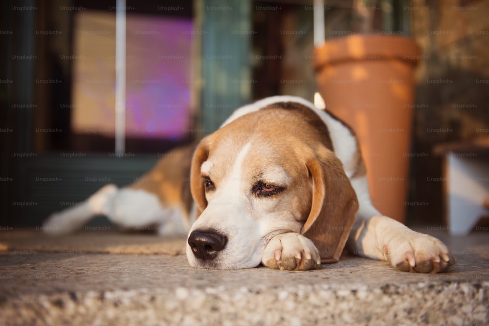 Cute beagle dog guarding and lying in front of the house