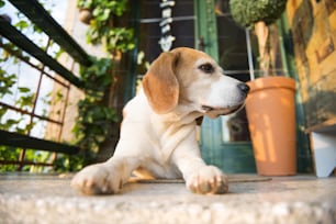 Lindo perro beagle vigilando y acostado frente a la casa