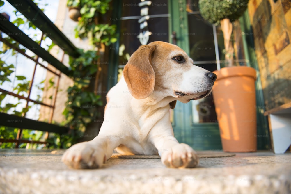 Cute beagle dog guarding and lying in front of the house