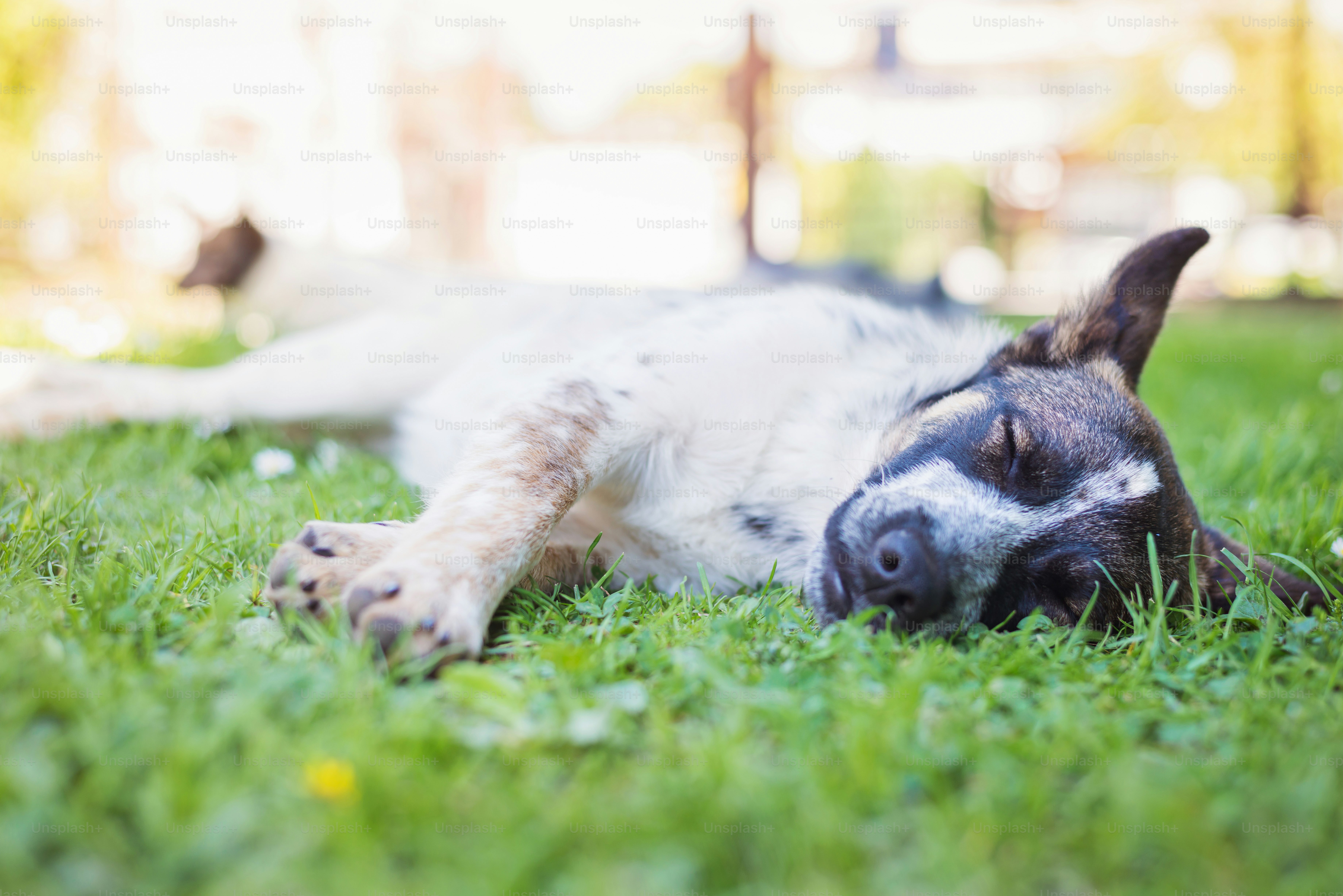 Close up of happy dog lying in green grass with extending paws, sunny nature