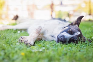 Close up of happy dog lying in green grass with extending paws, sunny nature