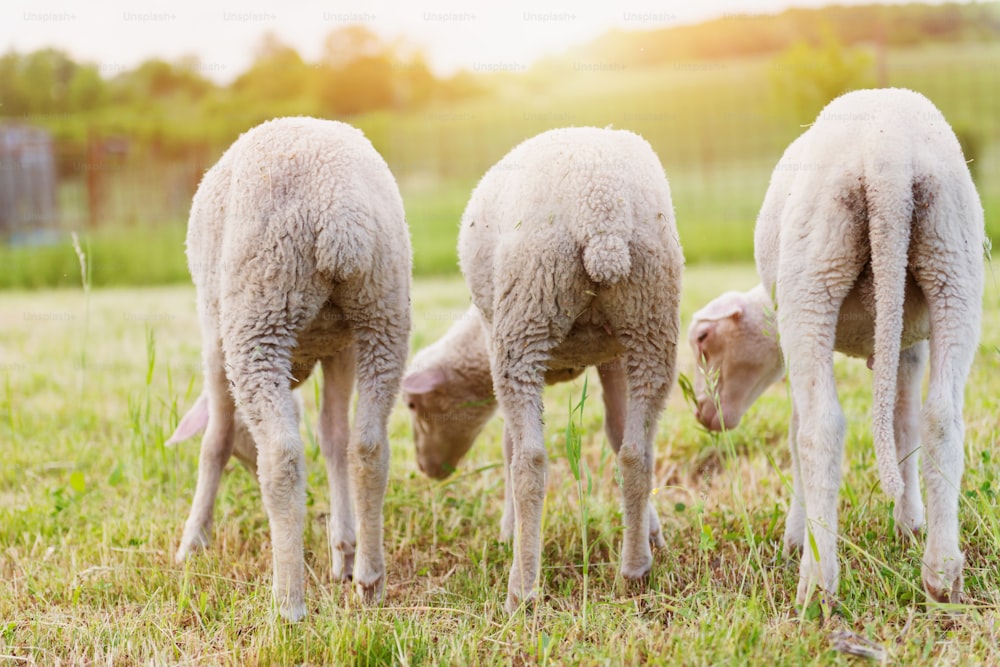 Three sheep grazing on meadow against green grass and trees, sunny summer nature, back view, rear, viewpoint