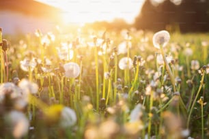 Close up of green summer meadow at sunset full of dandelions . Nature background.