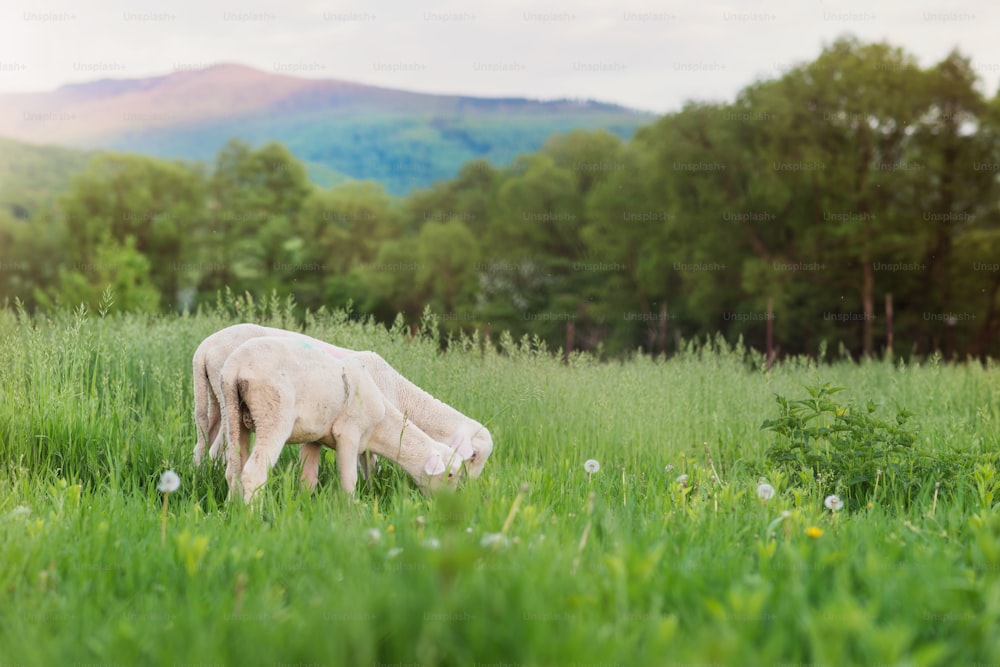 Due pecore che pascolano sul prato contro l'erba verde e gli alberi, natura soleggiata di estate