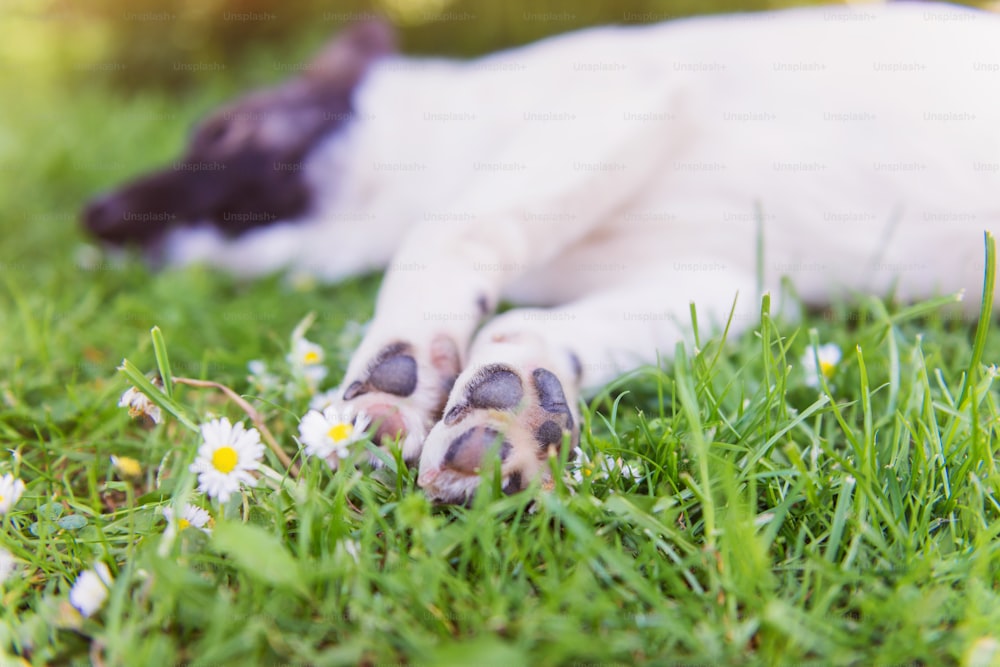 뻗은 발, 햇볕이 잘 드는 자연으로 푸른 잔디에 누워 있는 행복한 개를 닫습니다.