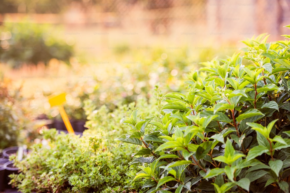 Green leaves of mint and other plant growing in the garden, sunny summer nature