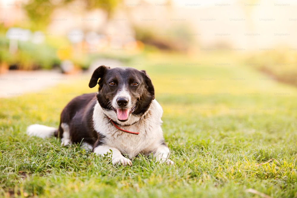 Close up of happy dog lying in green grass with extending paws, sunny nature, sticking tongue out