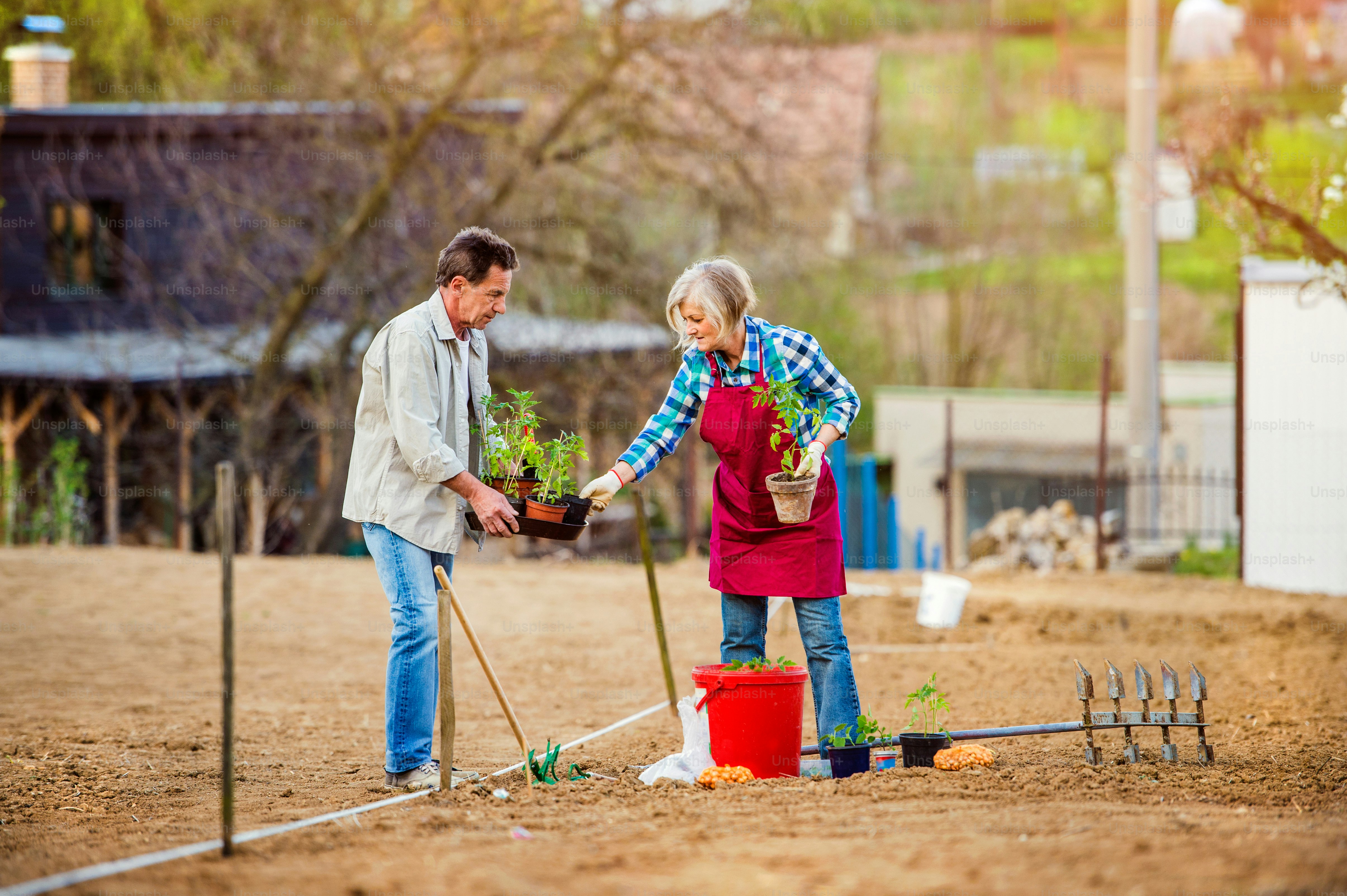 Senior couple planting seedling in spring into the ground in their back ...