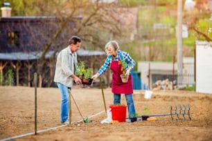 Älteres Paar pflanzt Setzlinge im Frühjahr in den Boden in ihrem Hinterhof