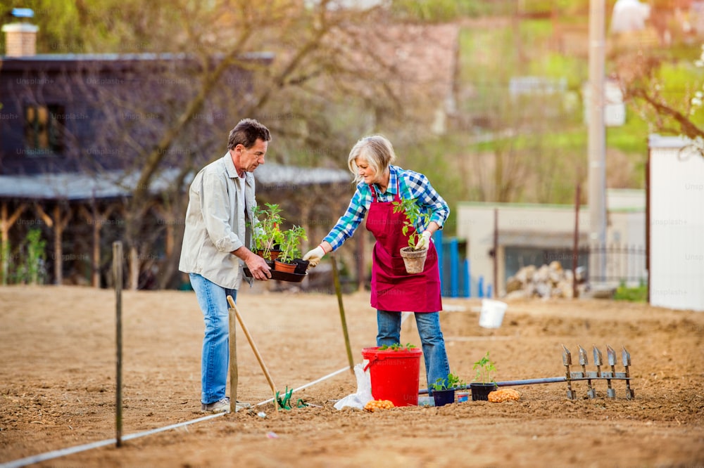 Senior couple planting seedling in spring into the ground in their back yard