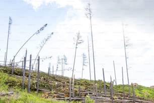 スロバキアのタトラ高地で発生した強風の影響による森林破壊