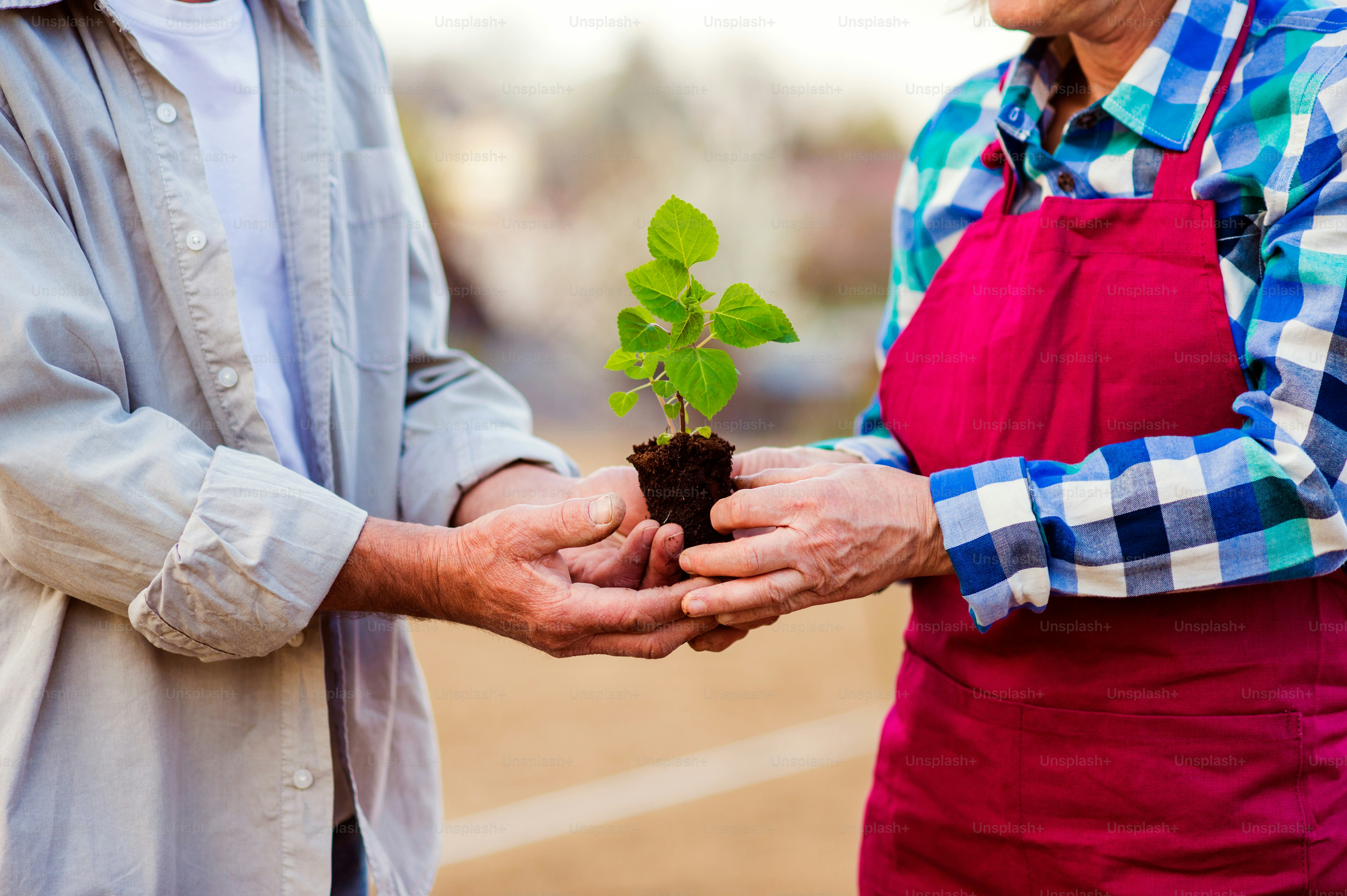 Close up of unrecognizable senior couple holding little seedling ready to plant