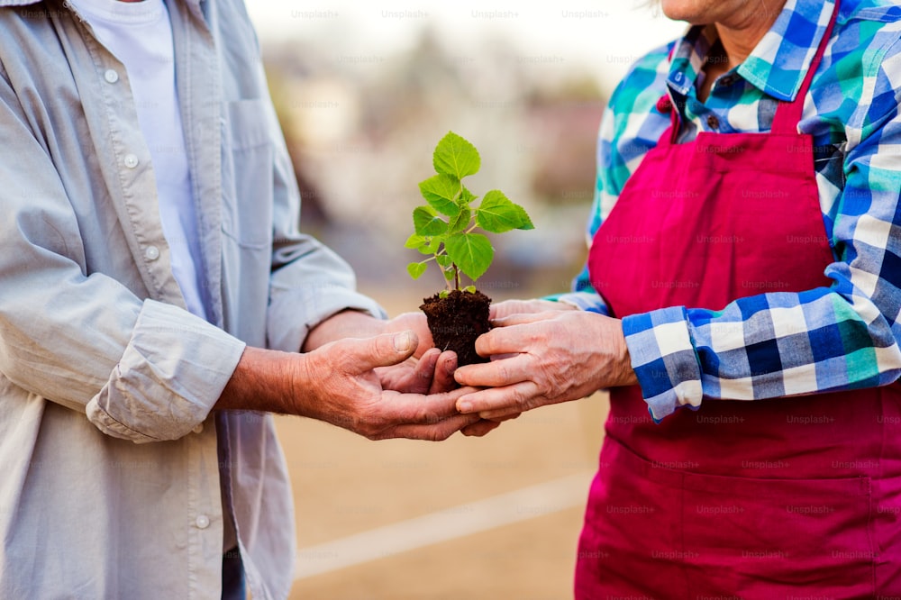 Close up of unrecognizable senior couple holding little seedling ready to plant