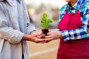 Close up de casal idoso irreconhecível segurando pouca muda pronta para plantar