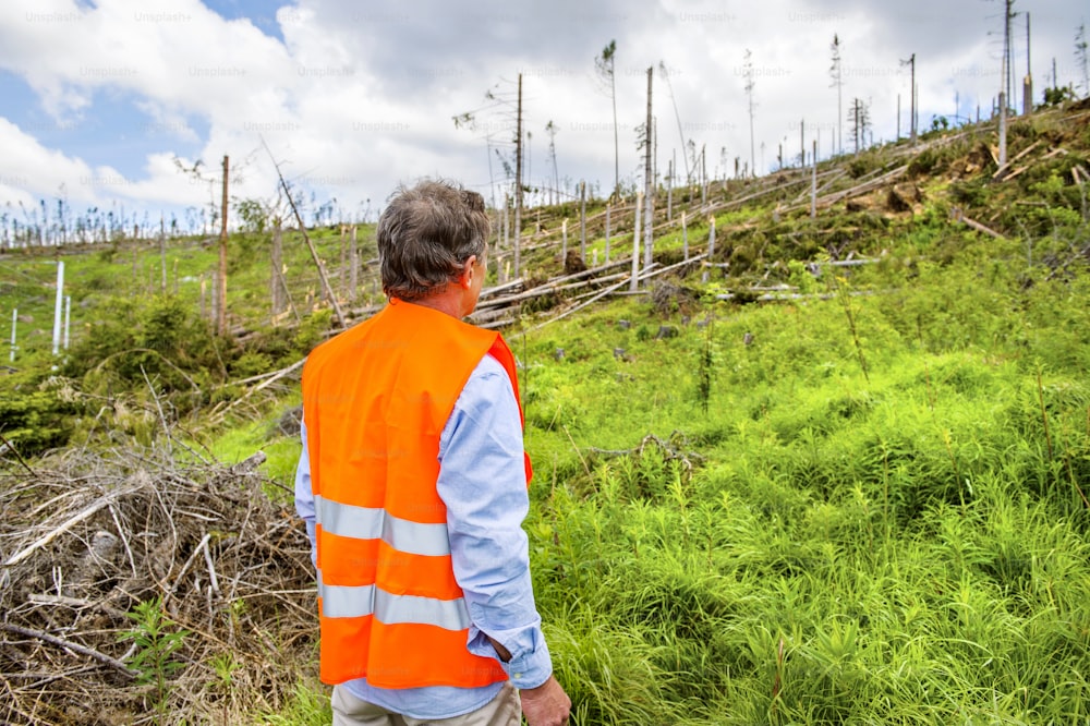 Un rescatista destruye un bosque como consecuencia de una fuerte tormenta en los Altos Tatras, Eslovaquia