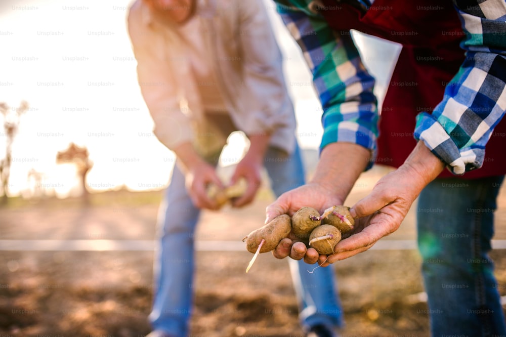 Close up of hands of unrecognizable senior couple planting potatoes into ground