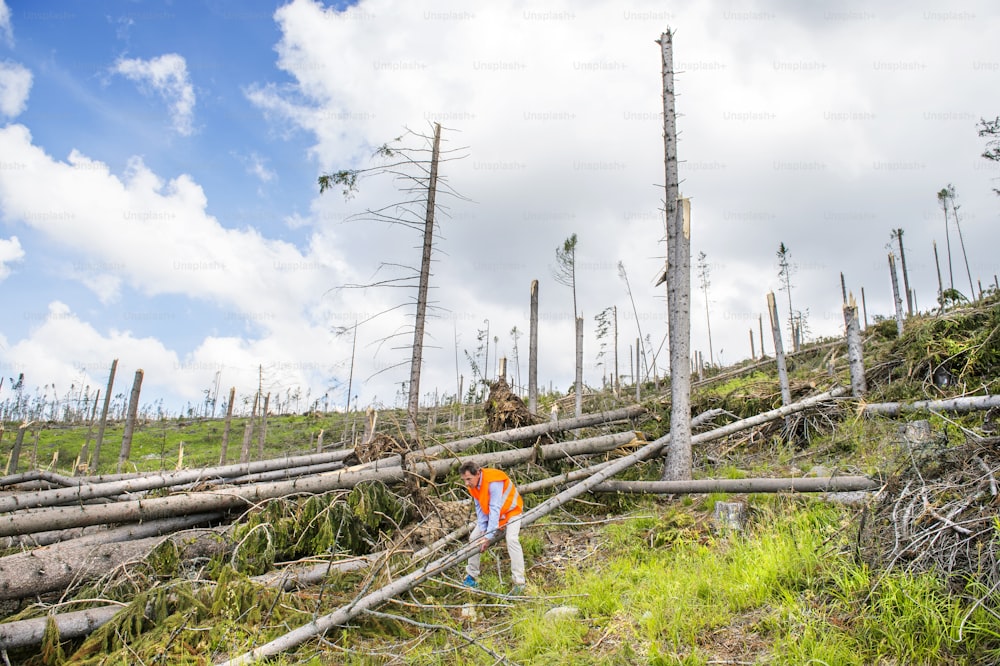 Trabalhador de resgate em floresta destruída como efeito de forte tempestade em High Tatras, Eslováquia