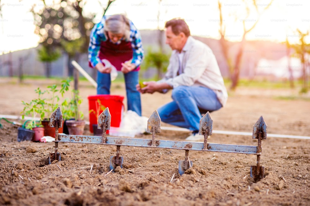 Senior woman and man in their garden plowing and planting seeds and seedlings, sunny spring nature