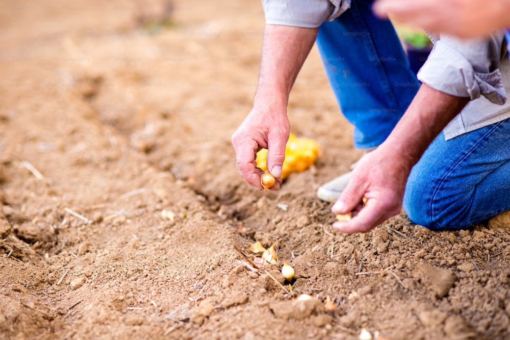 Close up, hands of unrecognizable senior man planting onions in row against dirt