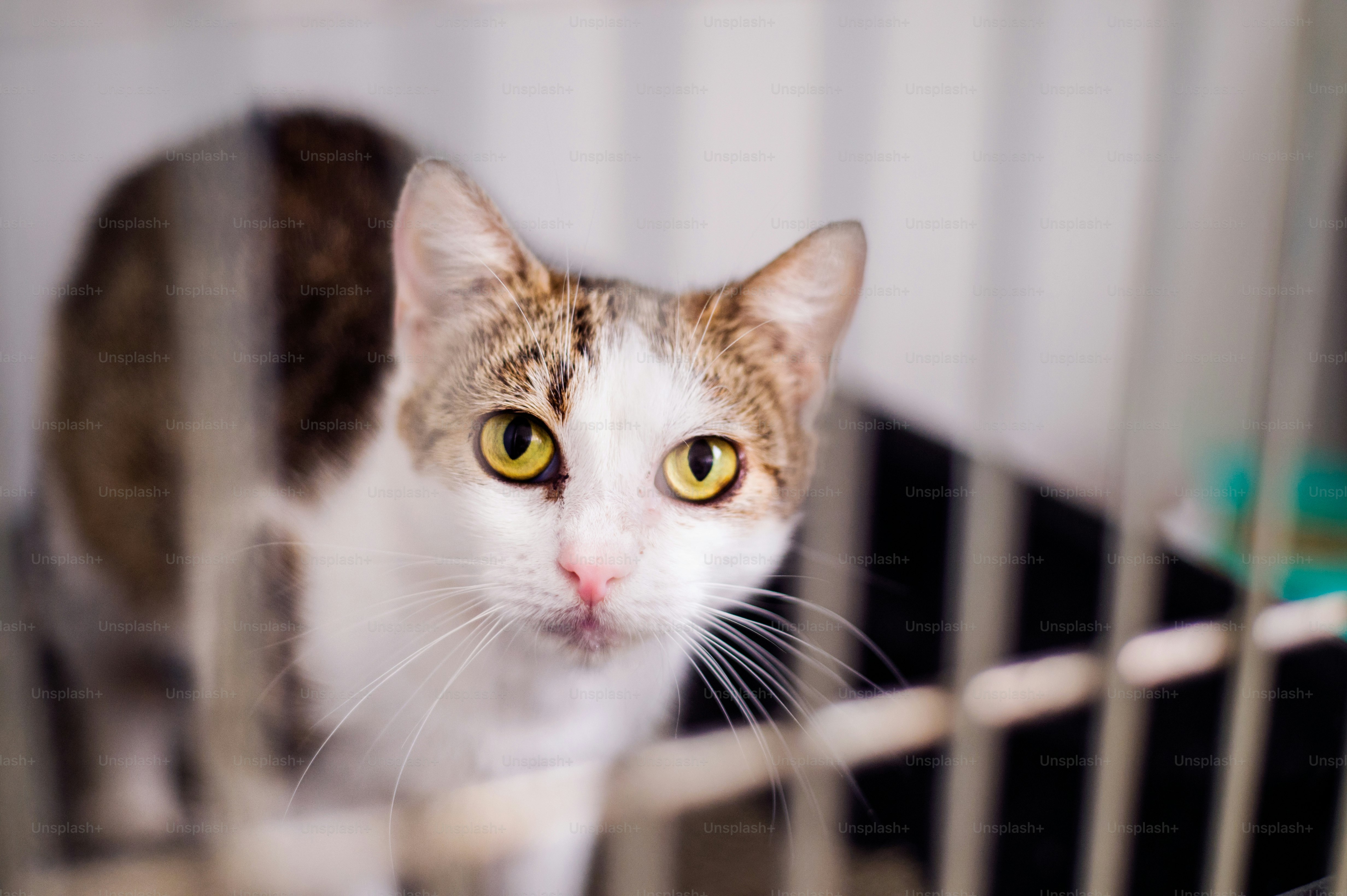 Close up of a little cat in a shelter. A frightened kitten with green eyes staring out from a cage.