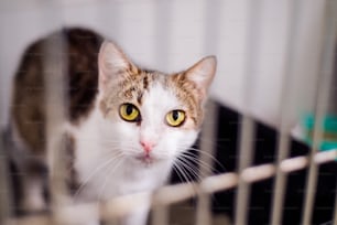 Close up de um gatinho em um abrigo. Um gatinho assustado com olhos verdes olhando para fora de uma gaiola.