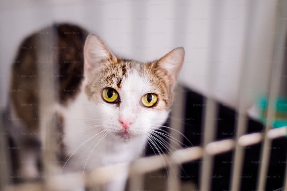 Close up of a little cat in a shelter. A frightened kitten with green eyes staring out from a cage.