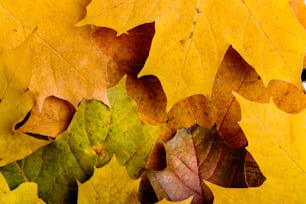 Autumn composition. Close up of colorful maple leaves. Studio shot.