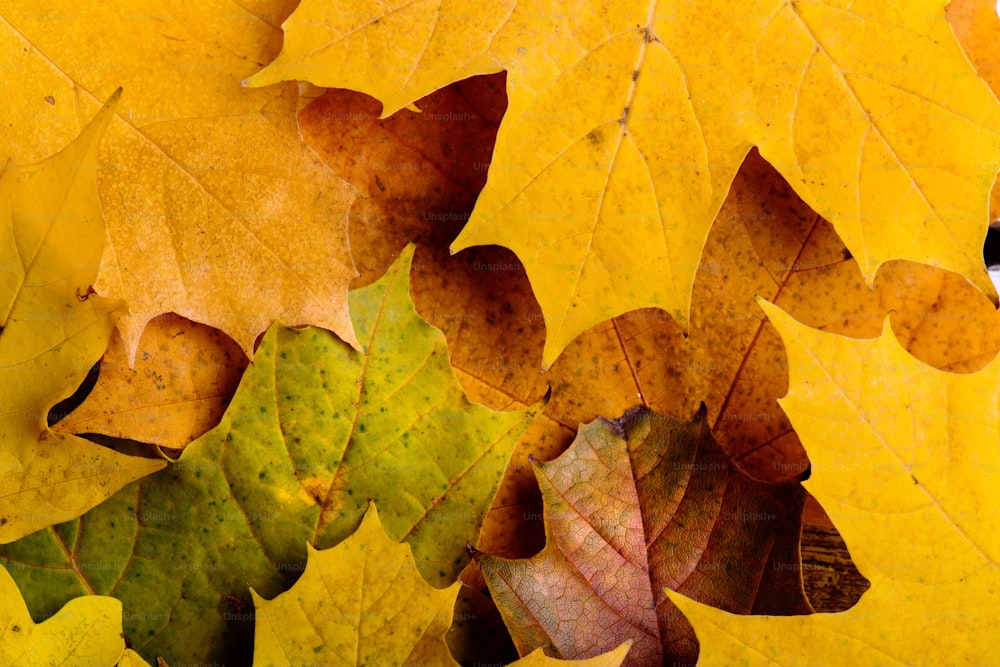 秋の構図。色とりどりのカエデの葉の接写。スタジオ撮影。