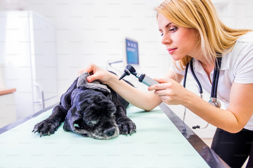 Cão durante o exame otoscópico na clínica veterinária. Jovem veterinário no trabalho verificando a orelha dos cães. Mulher loira nova com estetoscópio.