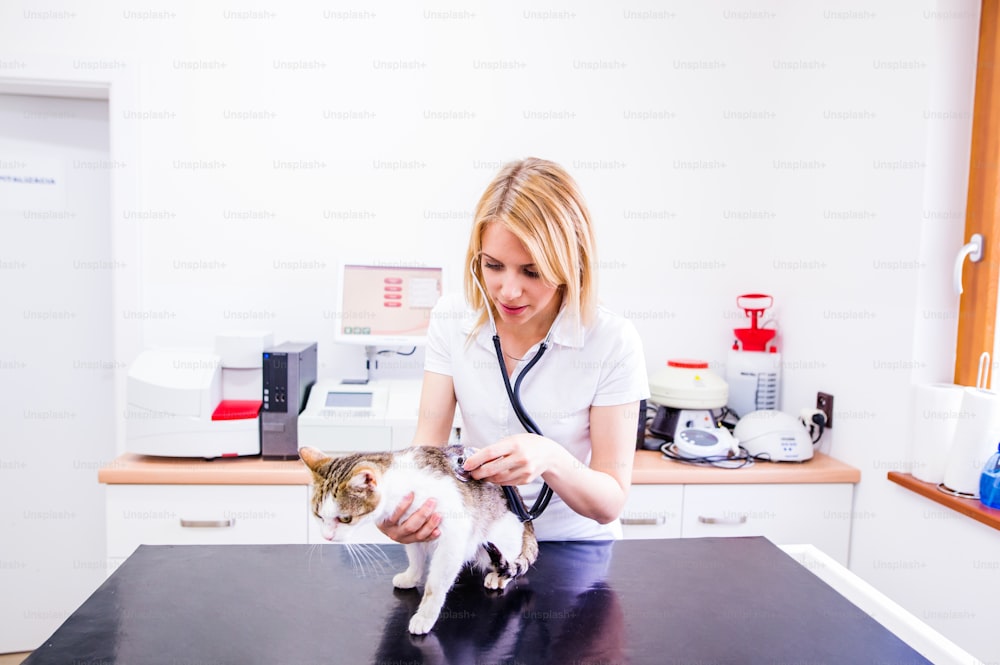 Veterinário verificando um gato doente com um estetoscópio. Mulher loira nova em uniforme branco que trabalha na clínica veterinária.