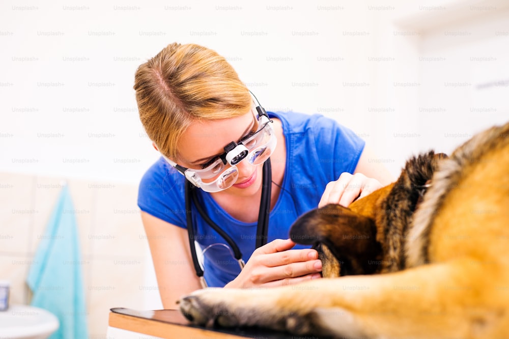 Veterinarian examining German Shepherd dog with sore eye. Young blond woman working at Veterinary clinic.