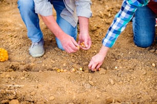 Close up hands of unrecognizable senior couple planting onions in row