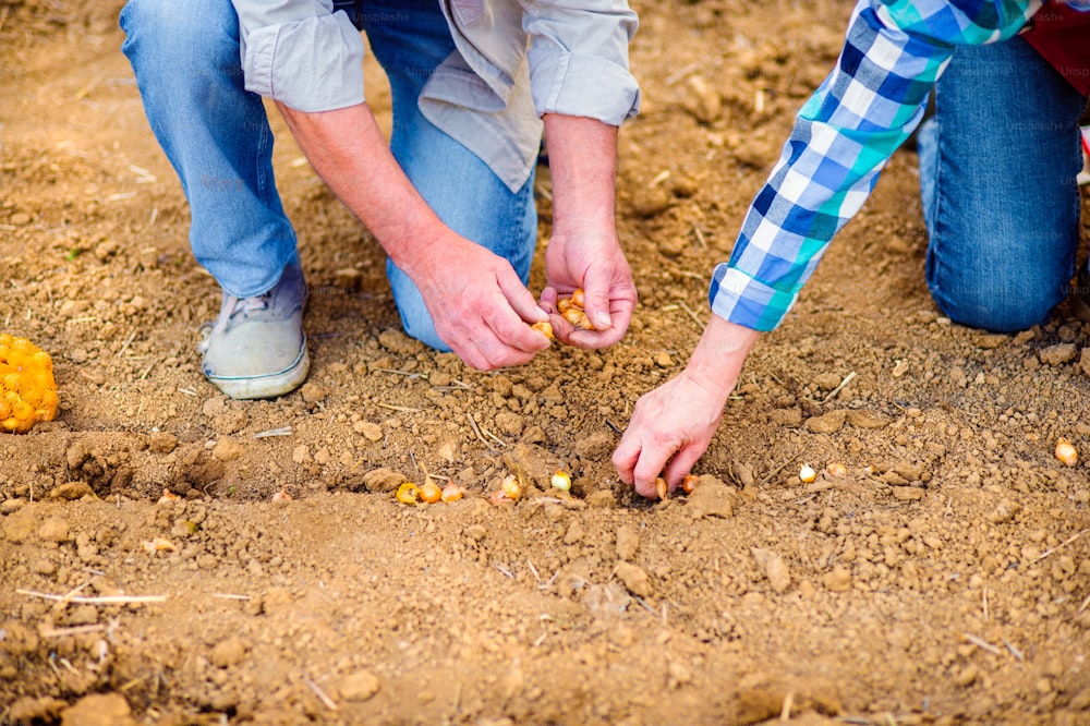 Close up hands of unrecognizable senior couple planting onions in row