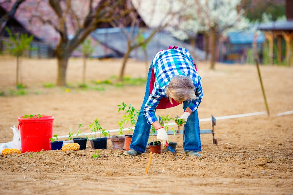 Mujer mayor plantando plántulas en primavera en el suelo de su jardín