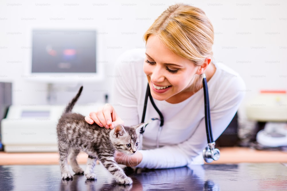 Veterinário com estetoscópio segurando gato pequeno dolorido. Mulher loira nova em uniforme branco que trabalha na clínica veterinária.