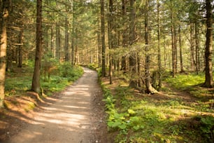 Path among the trees in summer forest. Green nature, sunny day.