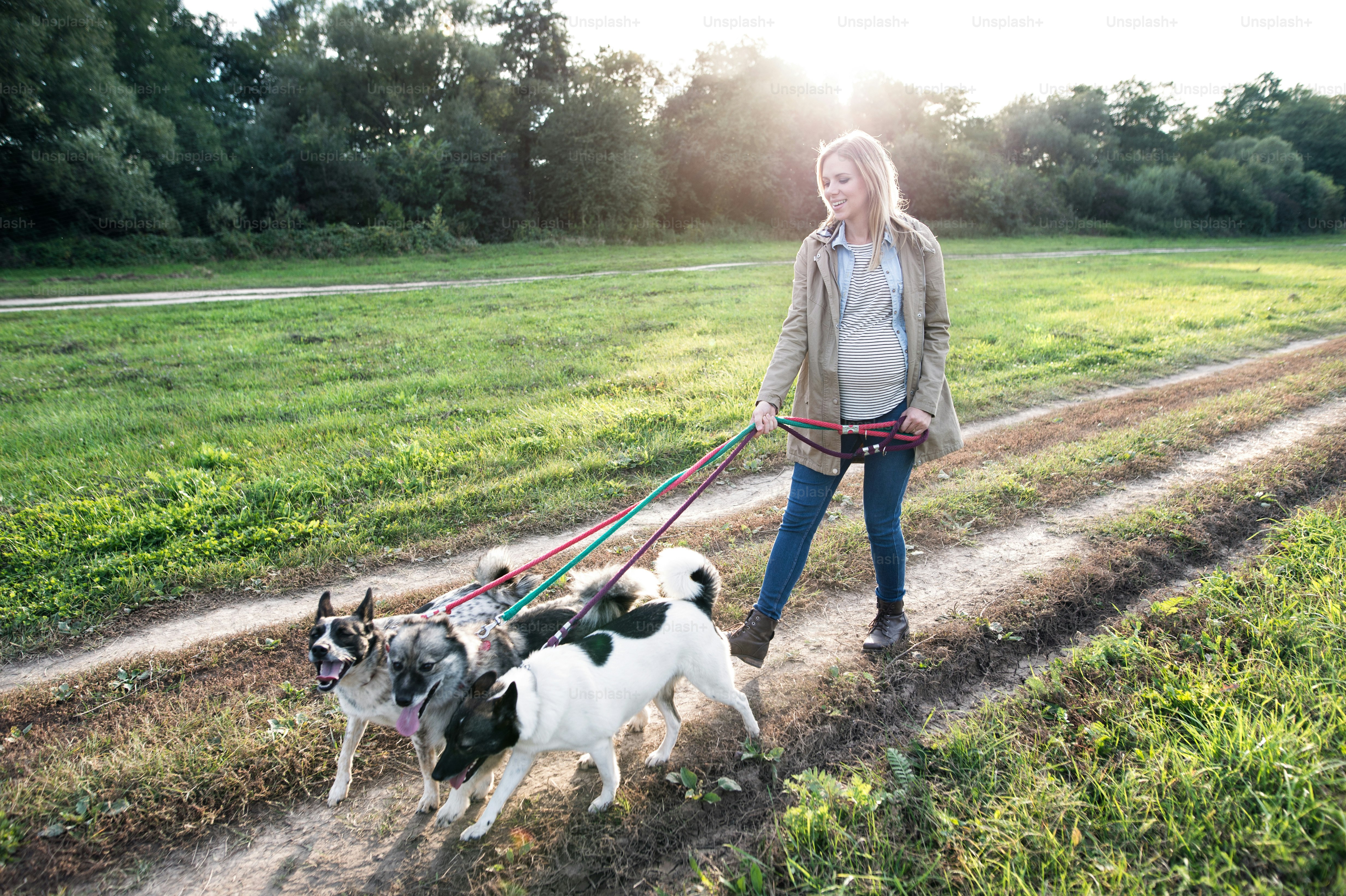 Schöne junge schwangere Frau auf einem Spaziergang mit drei Hunden in grüner, sonniger Natur