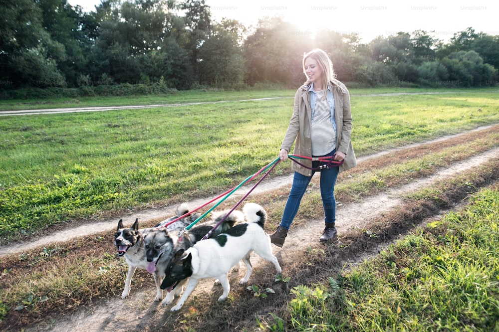 Bella giovane donna incinta su una passeggiata con tre cani nella natura verde e soleggiata