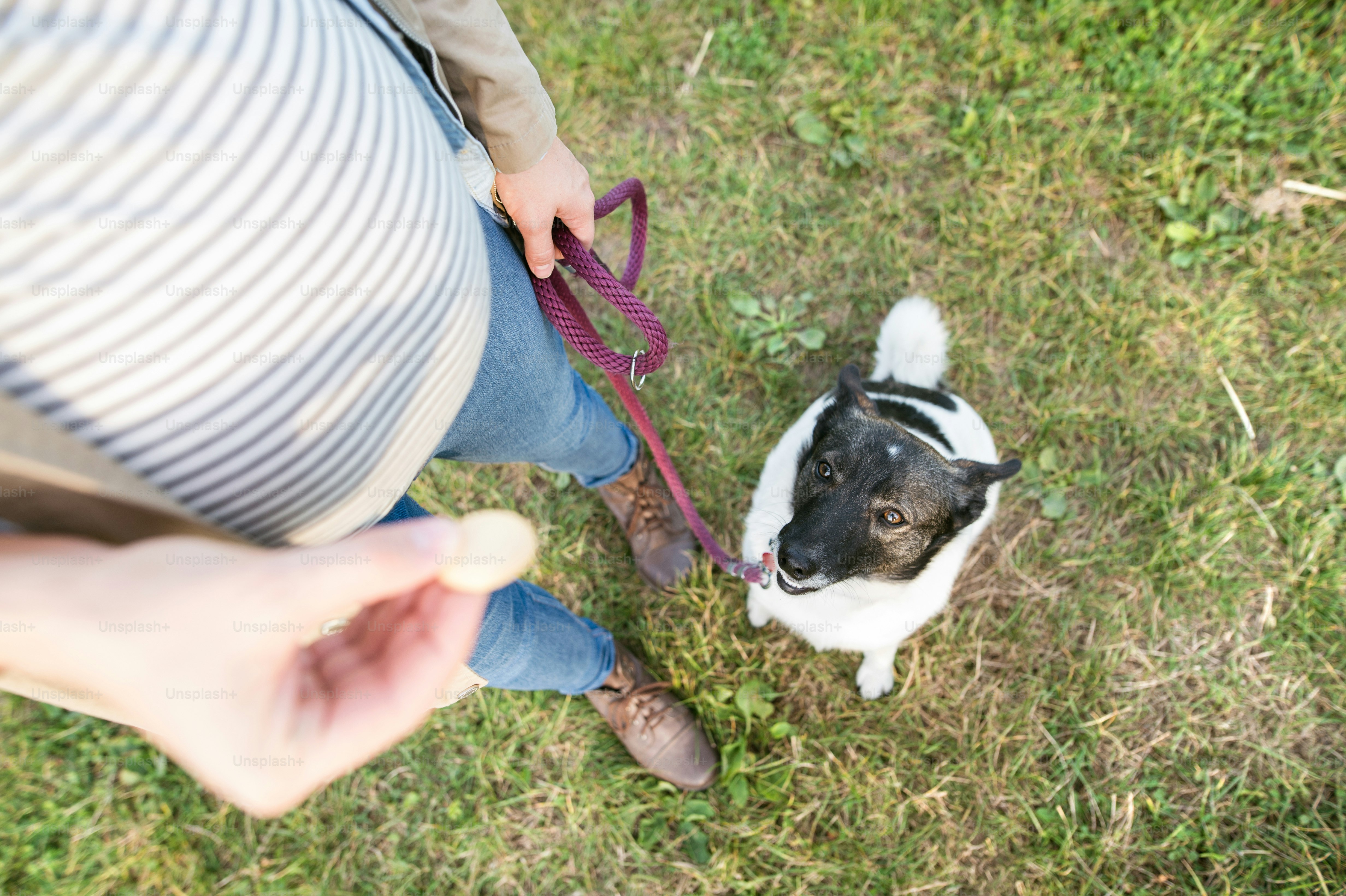 Unrecognizable young pregnant woman on a walk with a dog, feeding him. Green sunny nature