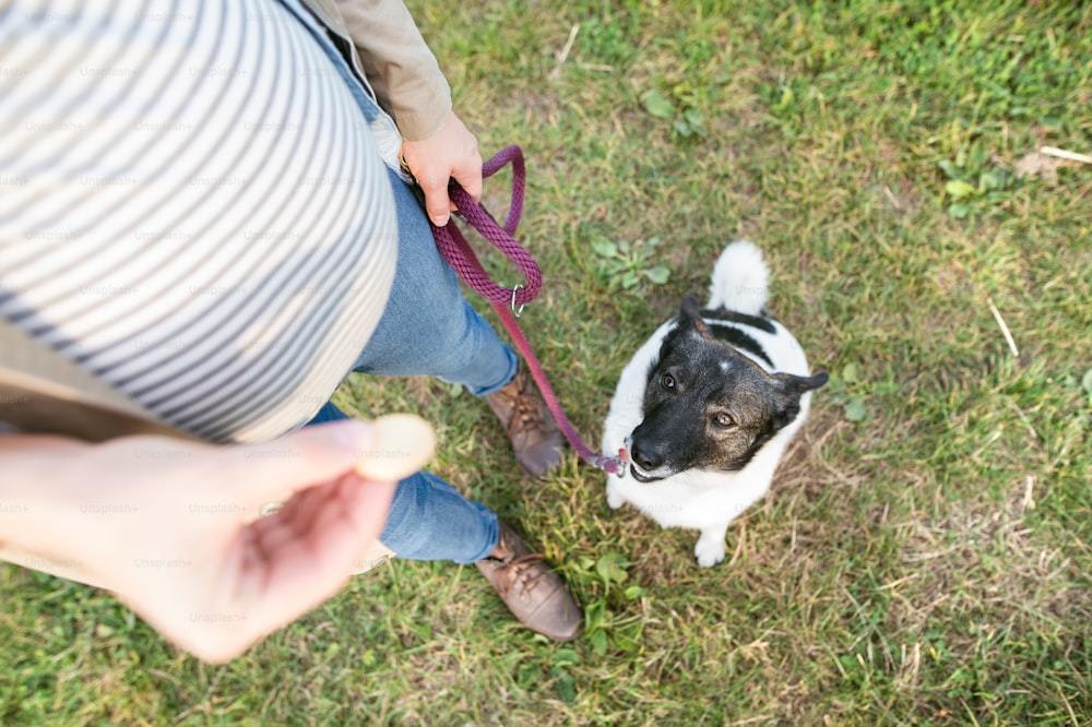 Nicht erkennbare junge schwangere Frau auf einem Spaziergang mit einem Hund, füttert ihn. Grüne, sonnige Natur