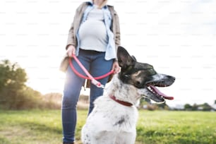 Nicht erkennbare junge schwangere Frau auf einem Spaziergang mit einem Hund in grüner, sonniger Natur