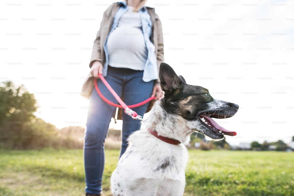 Unrecognizable young pregnant woman on a walk with a dog in green sunny nature