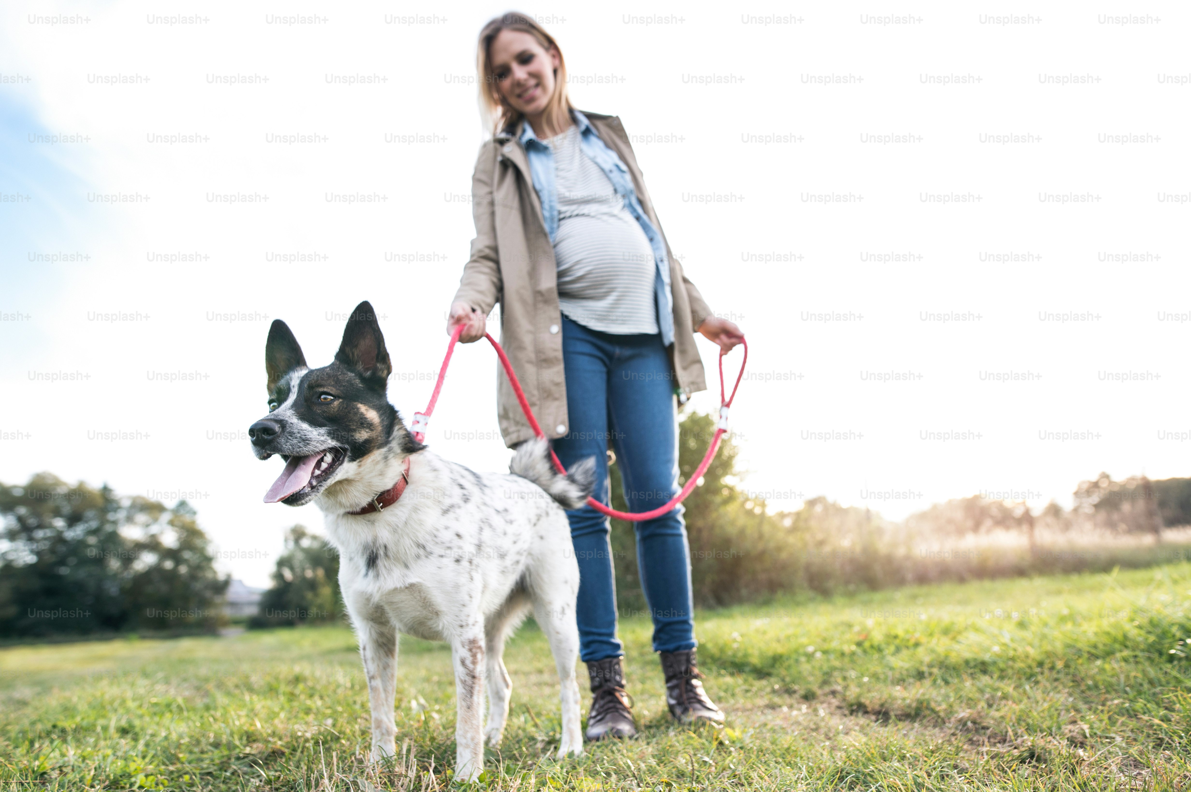 Beautiful young pregnant woman on a walk with a dog in green sunny nature