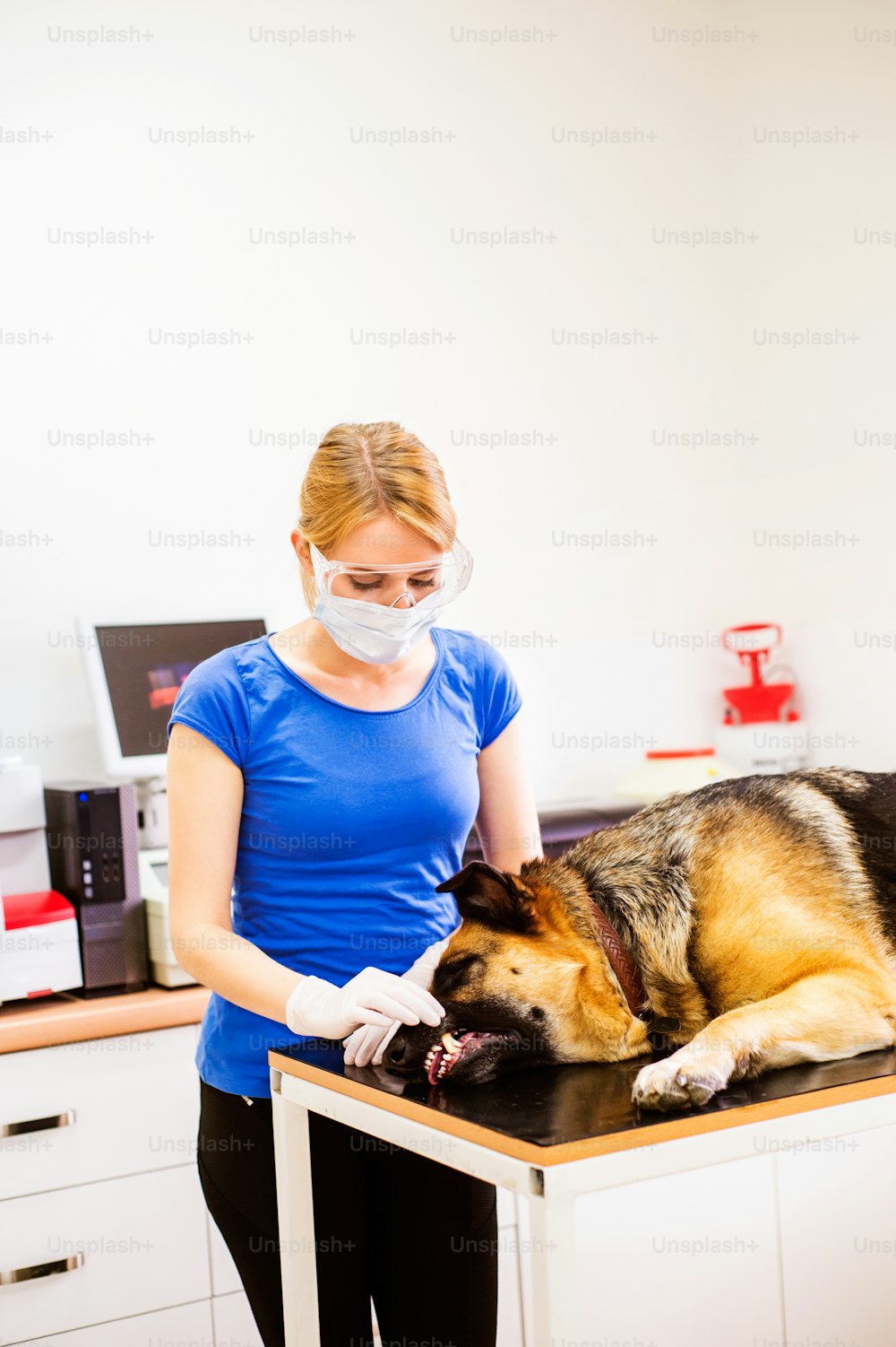 수의사는 아픈 입으로 독일 셰퍼드 개를 검사합니다. 동물 병원에서 일하는 젊은 금발 여자.