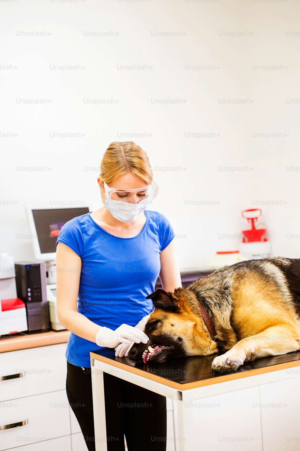 Veterinarian examining German Shepherd dog with sore mouth. Young blond woman working at Veterinary clinic.