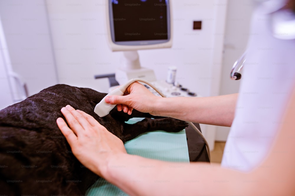 Hund mit Ultraschalluntersuchung in der Tierklinik. Nicht erkennbarer Tierarzt, der schwarzen Hund mit Magenschmerzen untersucht.