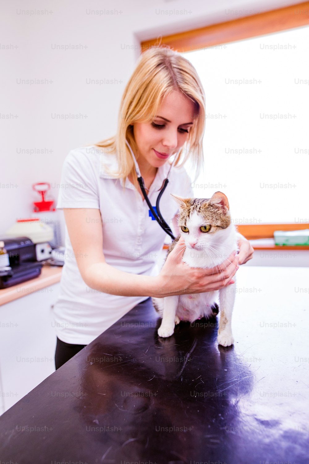 Veterinario con estetoscopio examinando al gato con dolor de estómago. Joven rubia con uniforme blanco que trabaja en una clínica veterinaria.
