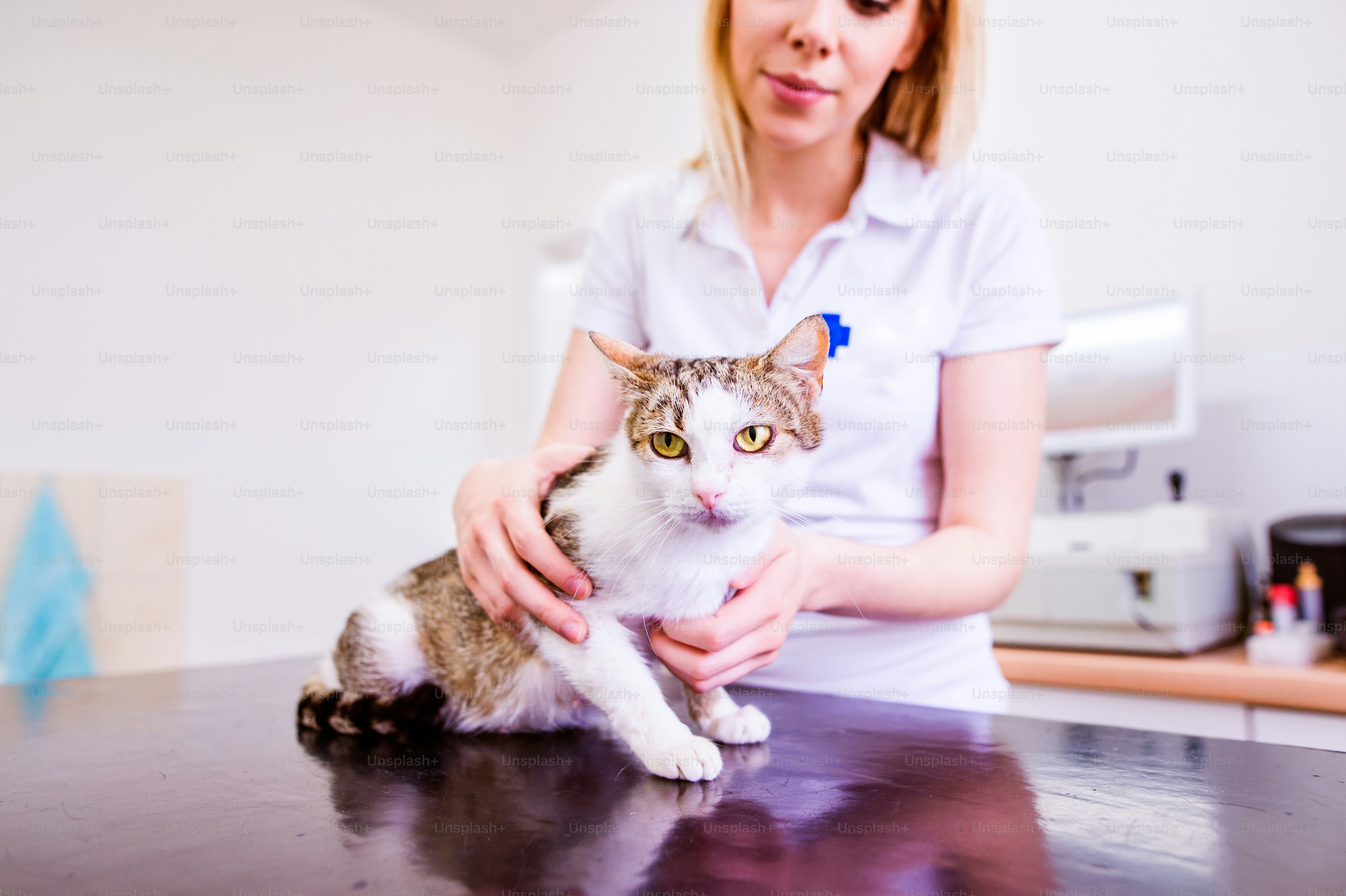 Veterinarian with stethoscope holding little sore cat. Young blond woman in white uniform working at Veterinary clinic