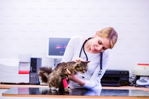 Veterinario con estetoscopio sosteniendo a un pequeño gato enfermo. Joven rubia con uniforme blanco que trabaja en una clínica veterinaria.